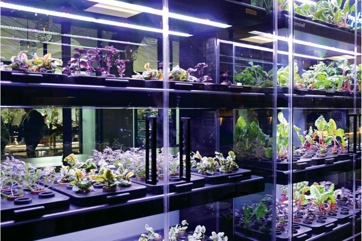Kitchen Gardens Offer Fresh Produce for Delaware Restaurants