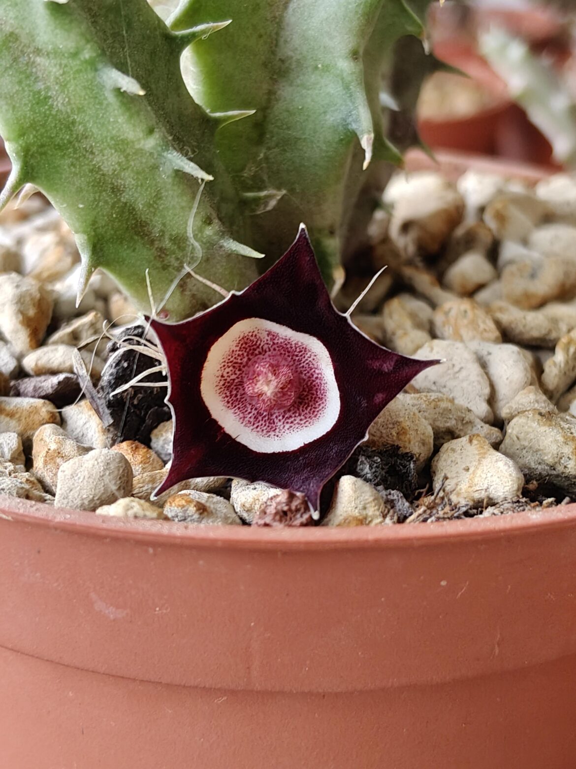IT FINALLY BLOOMED