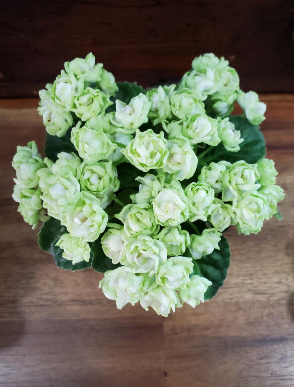 Hunter's Cabbage Goddess Showing Off
