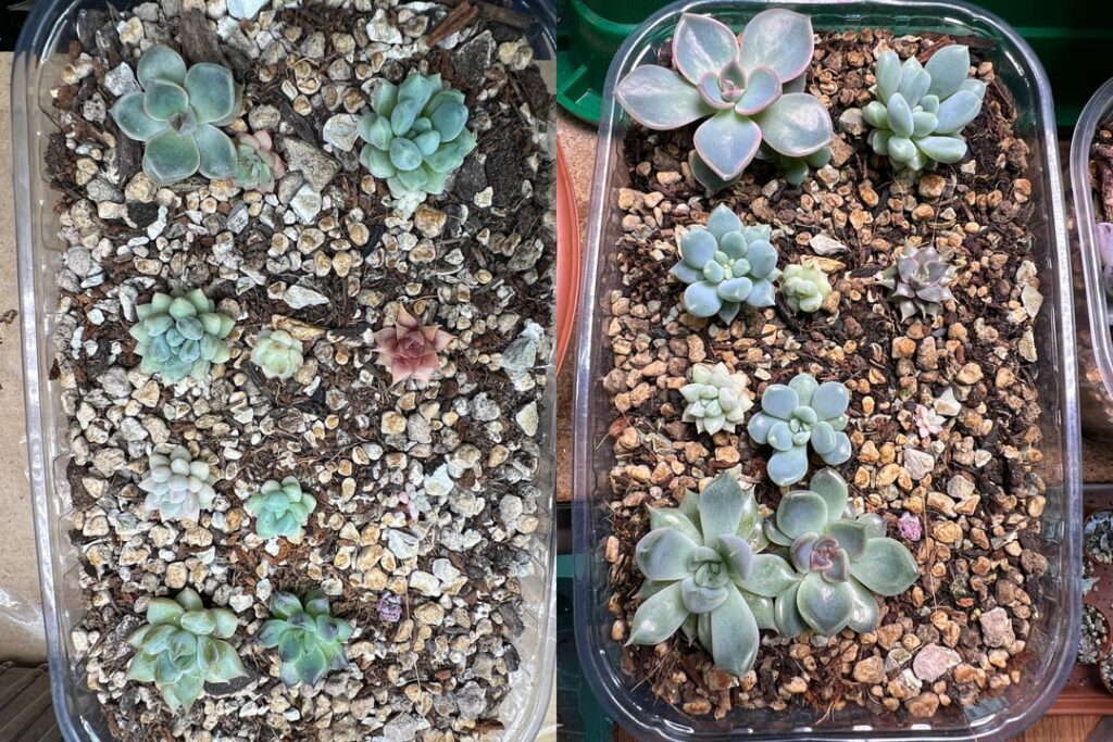 Seedling repot update after 1 month Seedling repot update after 1 month