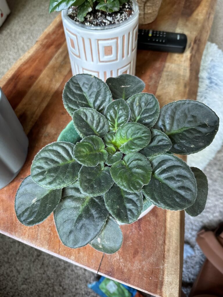 New Pot for First AV