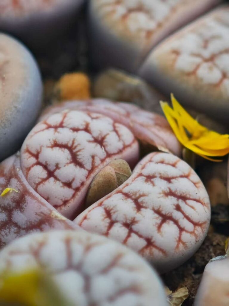 multi-generation hybridization of Lithops C189 and C309A
