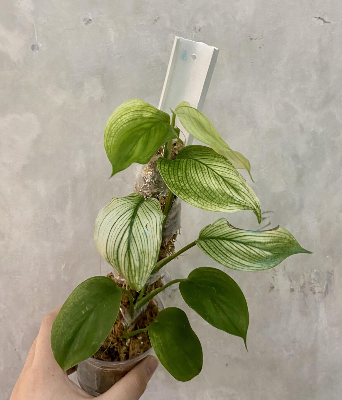 my scindapsus white monster