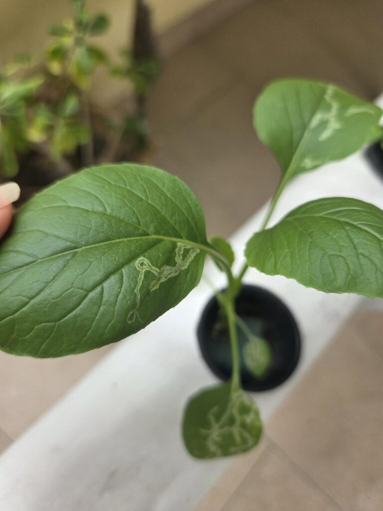 What is eating my plant? Help