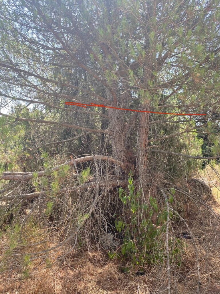 How many branches can I cut from this neglected pine