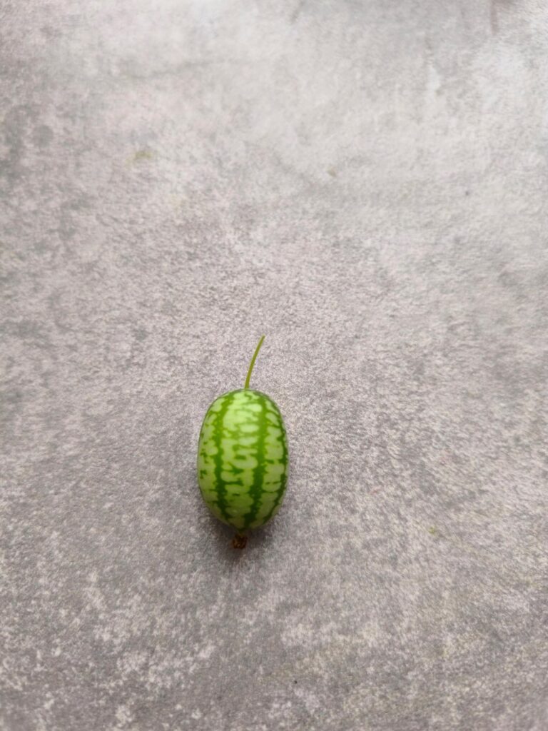 First cucamelon of the season and of my life! Nature is wild 🥒🍈