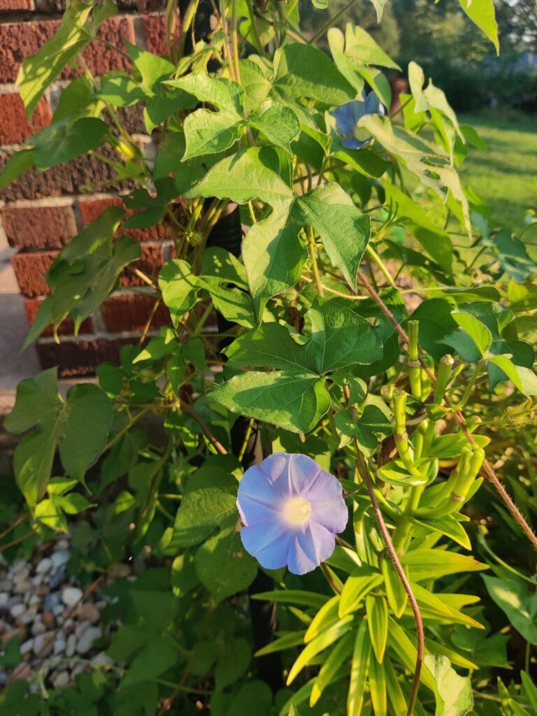 What is this? Thinking it's morning glory but not sure