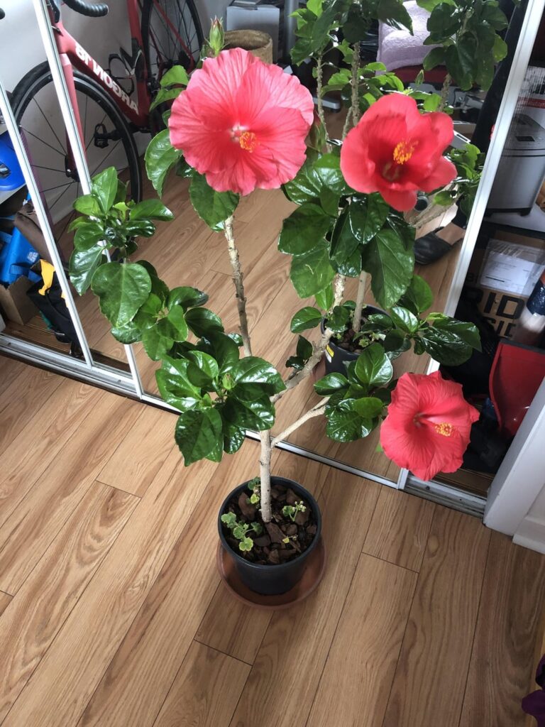 What to do with my hibiscus ? Need some advice What to do with my hibiscus ? Need some advice
