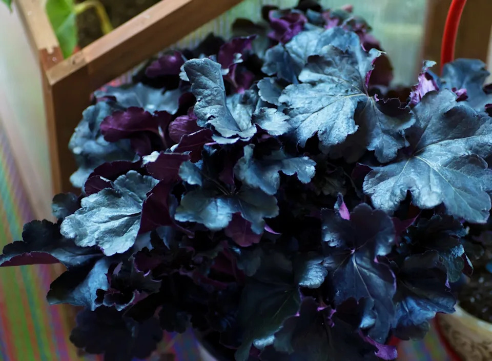 primo black pearl coral bells (heuchera). a villosa hybrid.