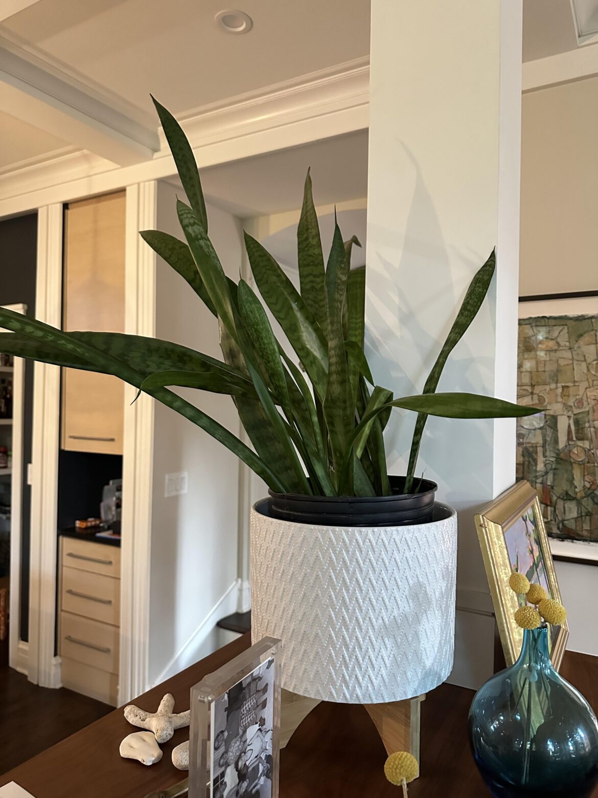 Droopy snake plant