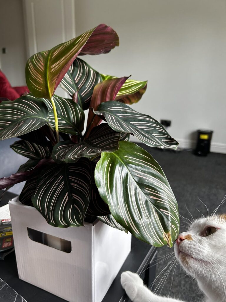 Is my new calathia ornata okay? Is my new calathia ornata okay?