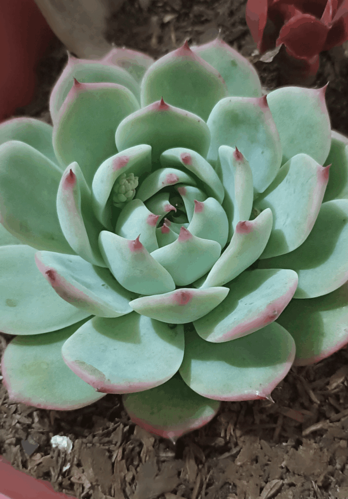 E. Chihuahuaensis: the flower is coming