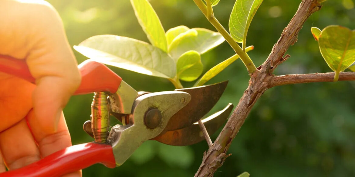 The ‘3 Cs’ rule every gardener should know before pruning this summer The '3 Cs' rule every gardener should know before pruning this summer