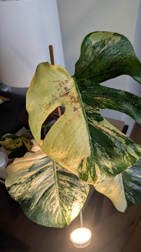 Losing the war on Thrips