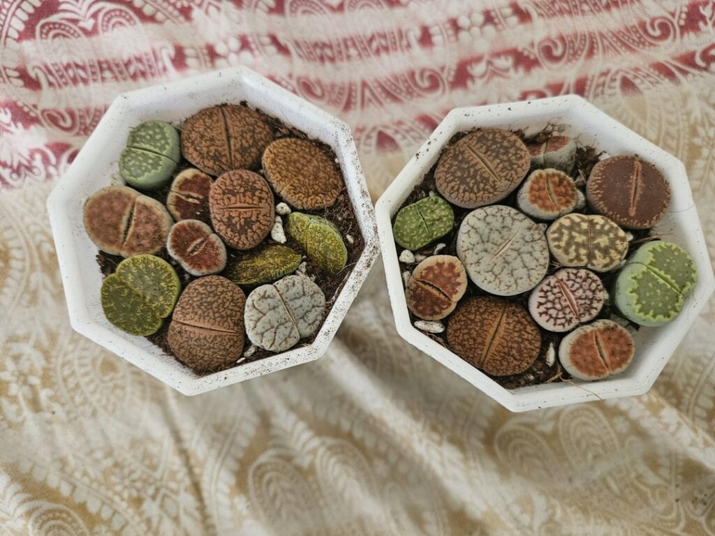 What on earth happened I literally did not do anything to them