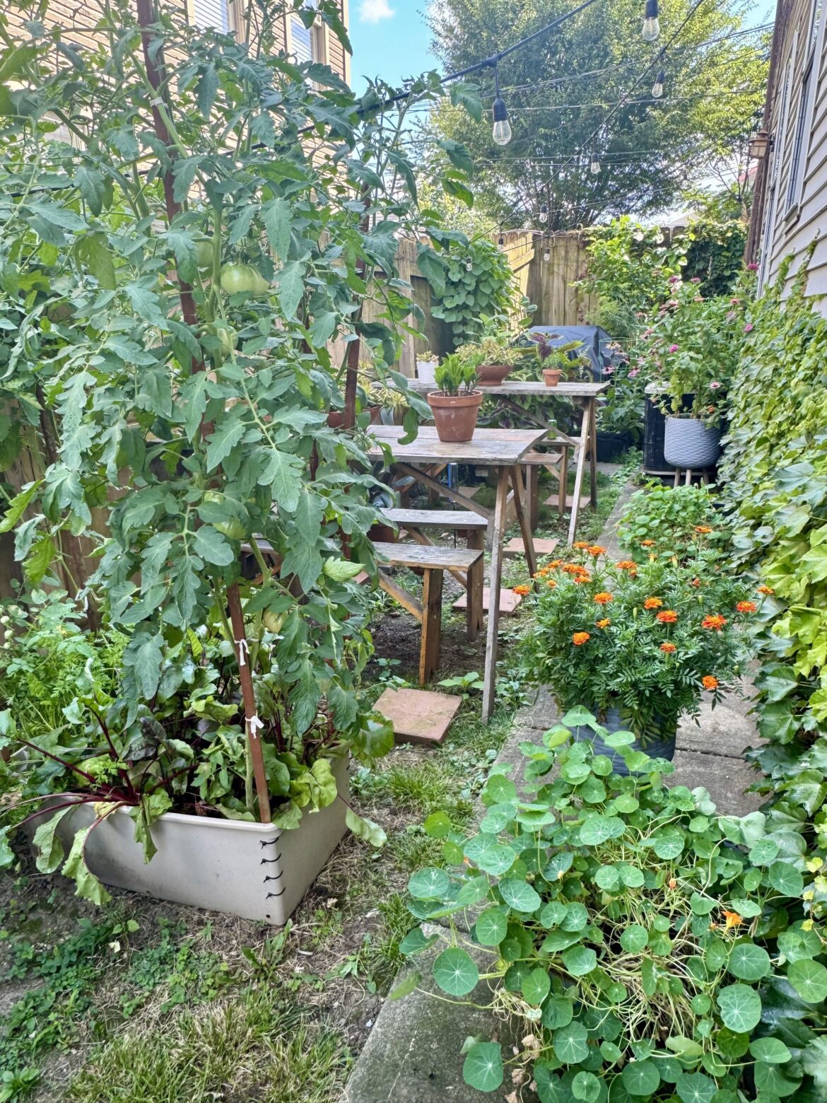Garden update: Everything is thriving!