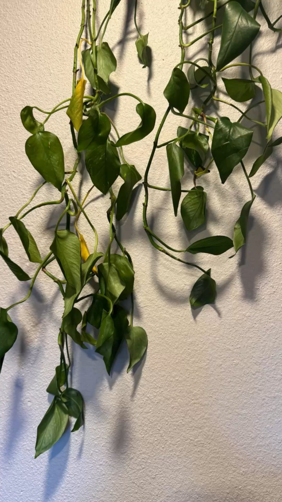 Transplant shock?