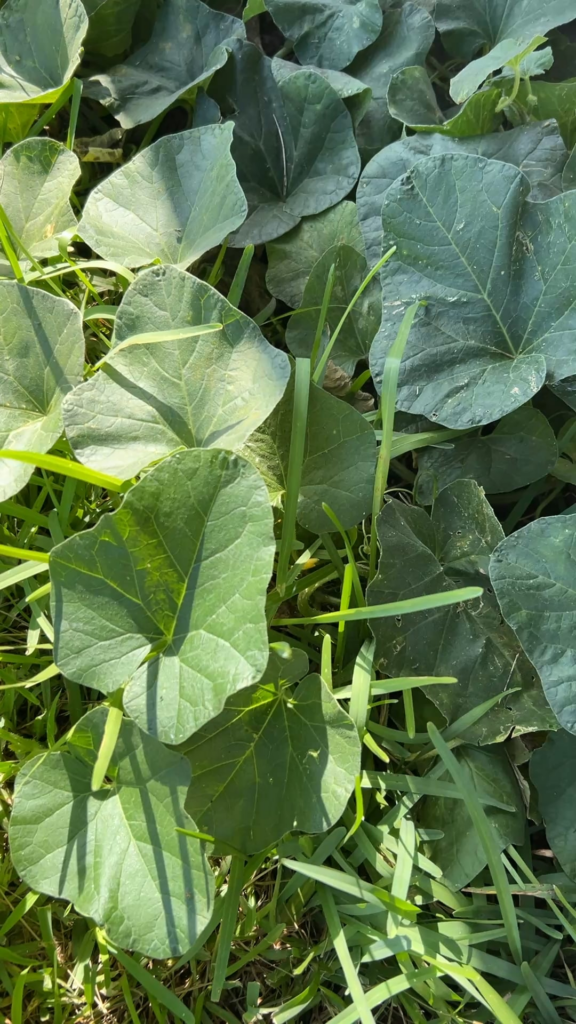 What are these on my pumpkin leaves?