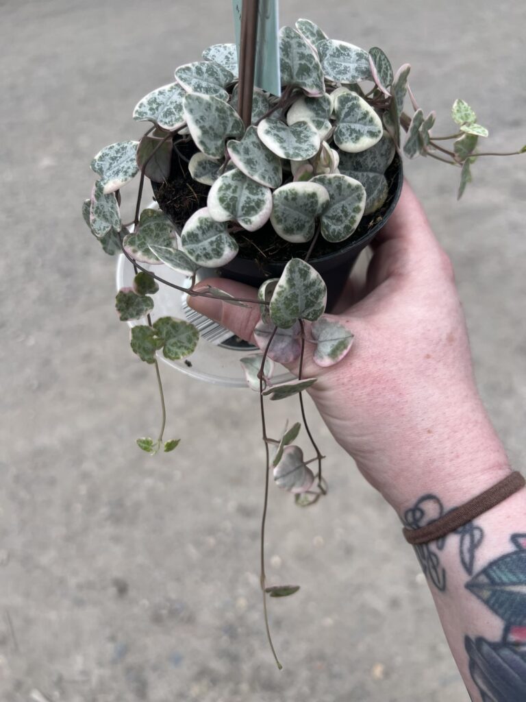 a month’s worth of growth!!