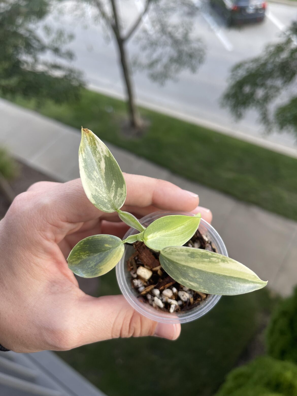 Just got this beauty in the mail! Can’t wait for her to grow!!