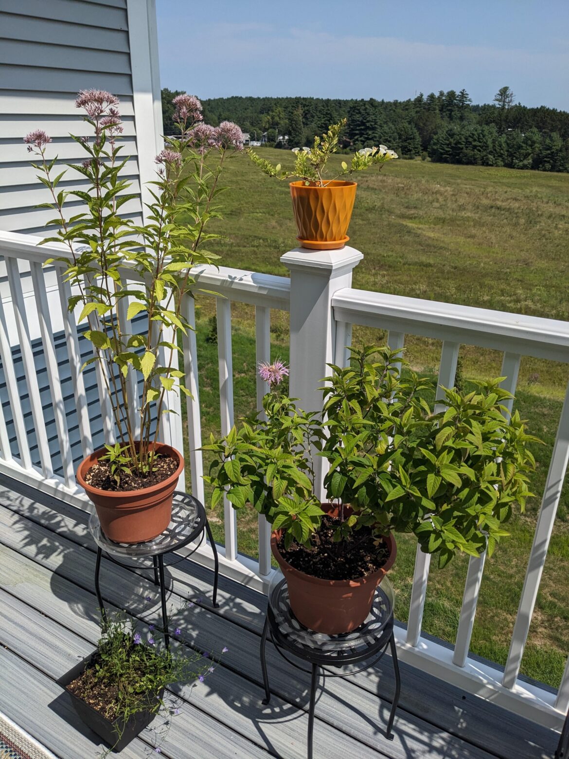 To repot or to fertilize?