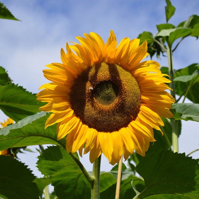 bright sunflower with yellow petals and a dark center surrounded by green leaves