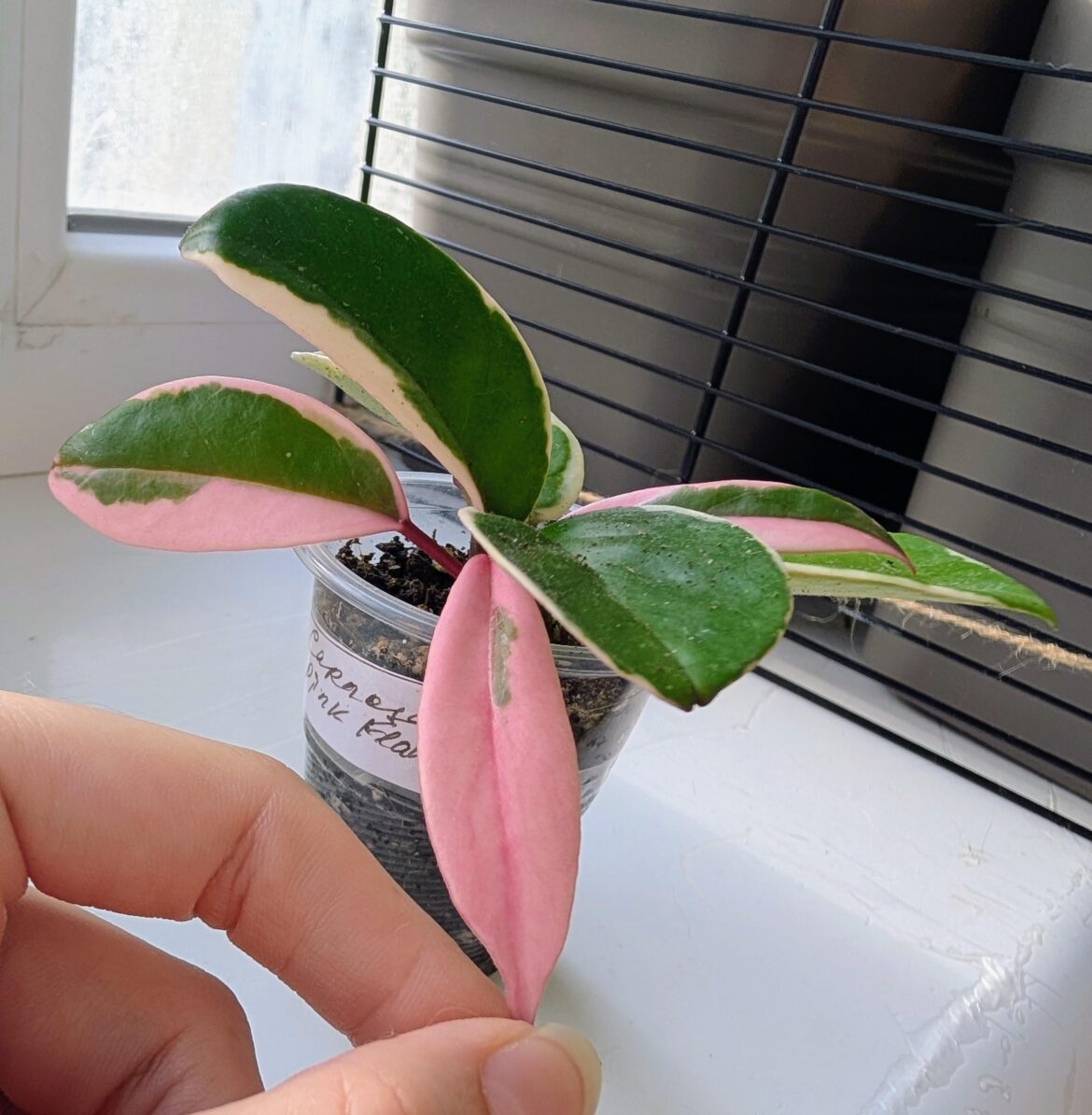 My newly bought hoya cutting gifted me an almost fully pink leaf :3