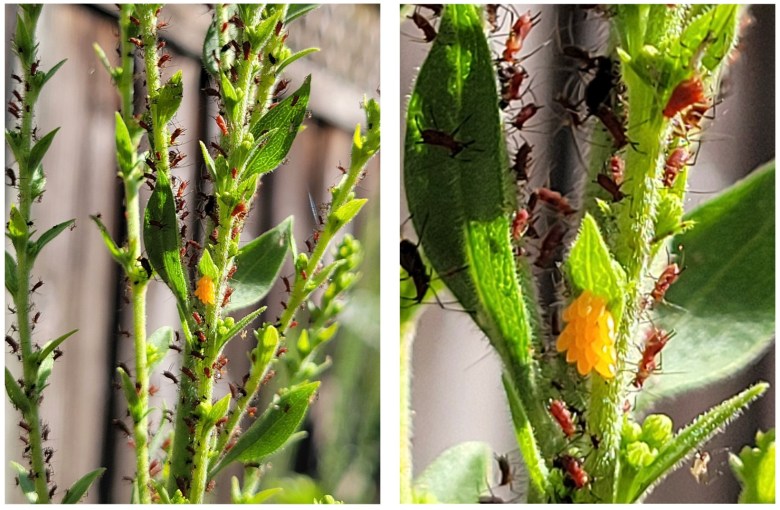 Ladybug eggs on California goldenrod