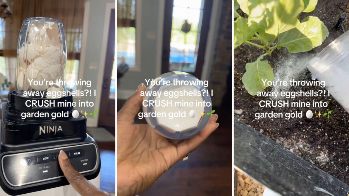 Gardener shares simple hack using common kitchen scraps: ‘Magic in the garden’ "My mom does this and her garden is so big and pretty."