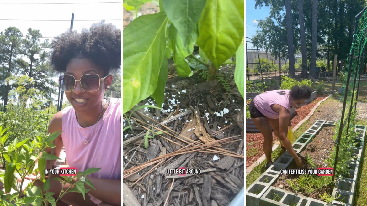 Gardener reveals game-changing hack using common kitchen waste: ‘Great tip’ "Perfect!"