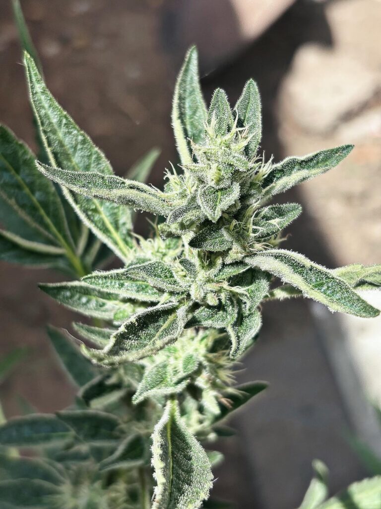 My first grow, how is she looking?