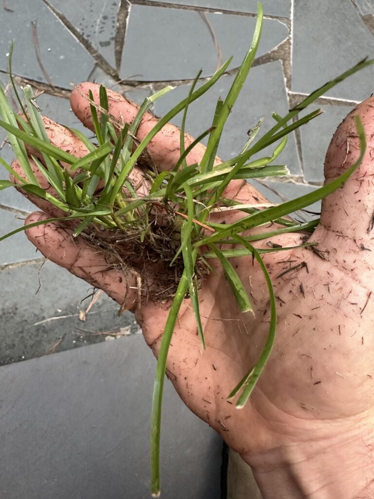 Weed or grass? Weed or grass?