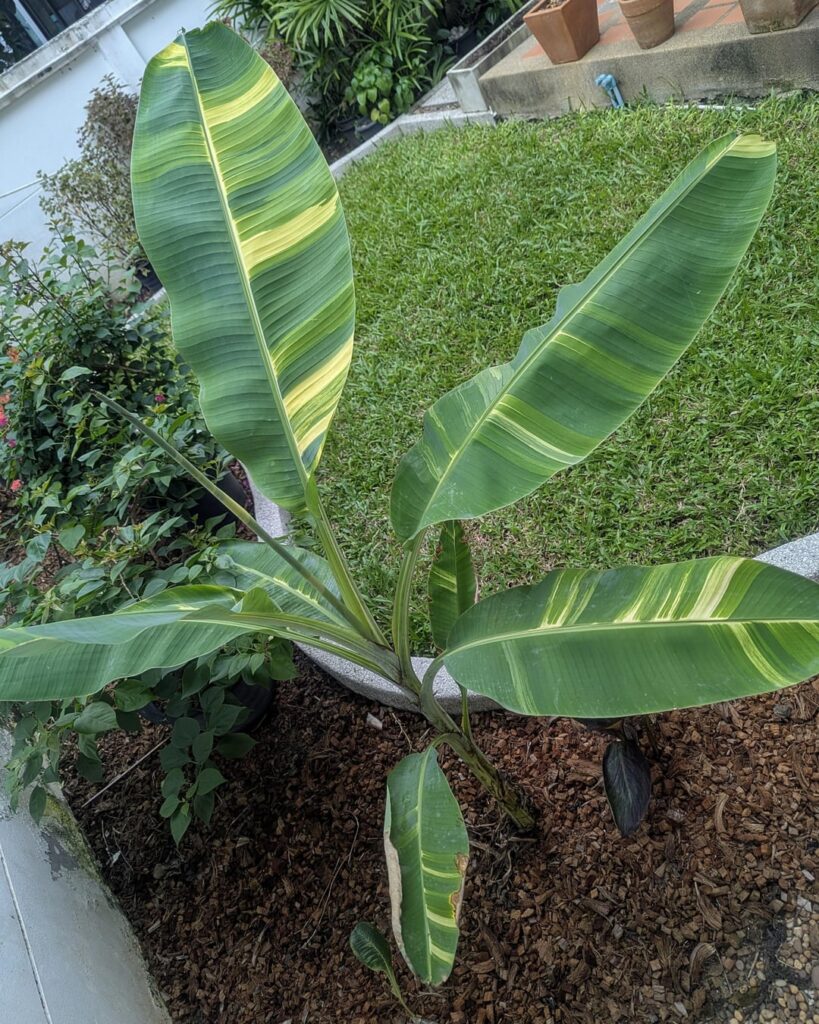Musa acuminata 'Papua'