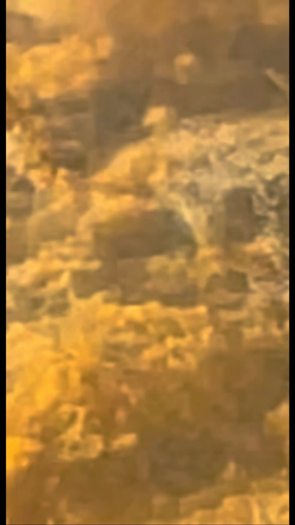 Can someone help identify these creatures?