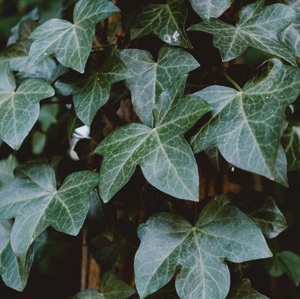english ivy plant