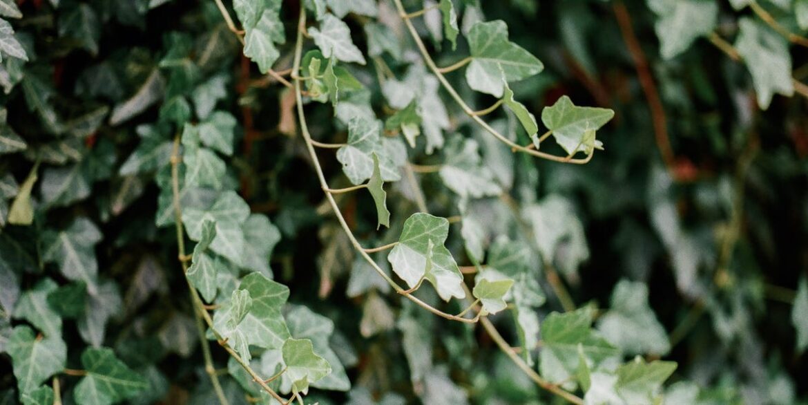How To Care For The Easygoing Plant Loved By Gardeners And Stylists