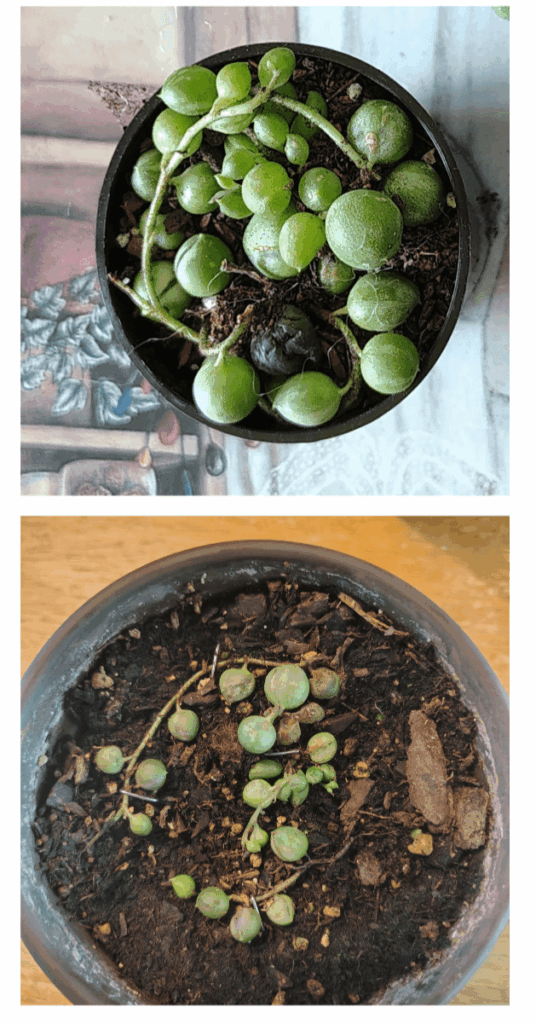 Dying VSOP, any Suggestions?