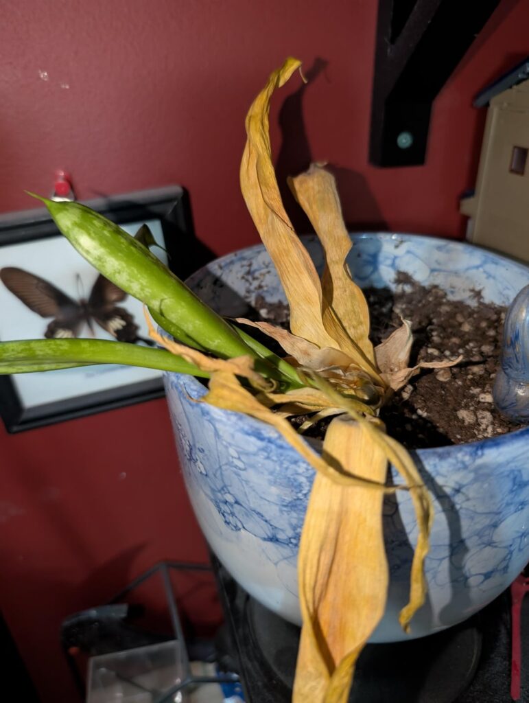 Snake plant leaves yellowing but still healthy on the inside Snake plant leaves yellowing but still healthy on the inside