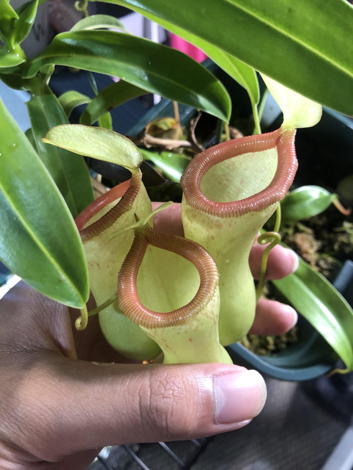 Ventricosa MT “black peristome”