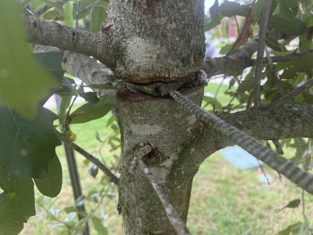 Best practice for removing a rope choking the trunks of trees? Best practice for removing a rope choking the trunks of trees?