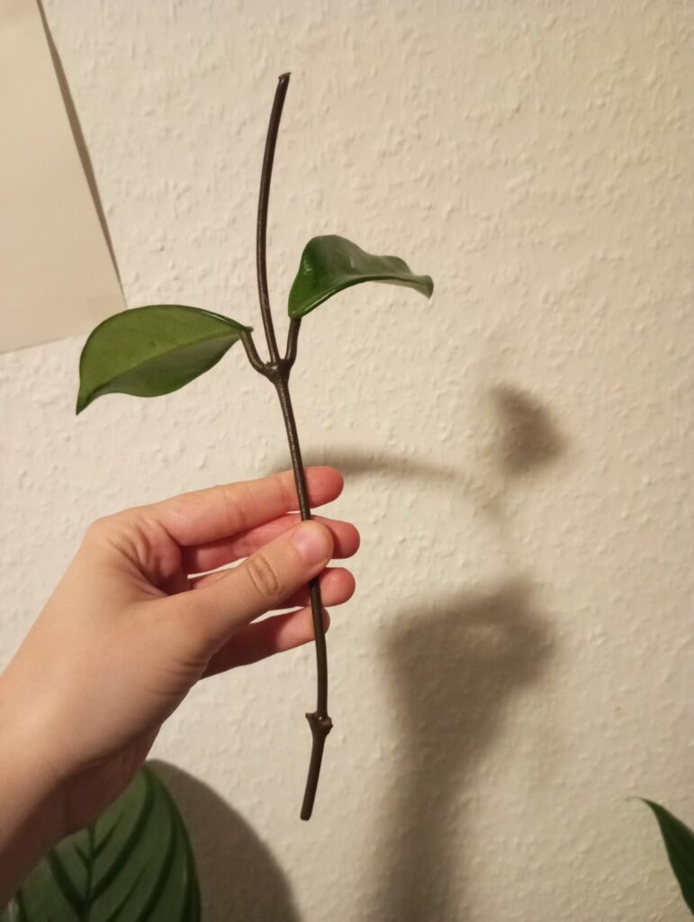 can I propagate this hoya stem with two nodes? One is where leaves are and second one at the bottom