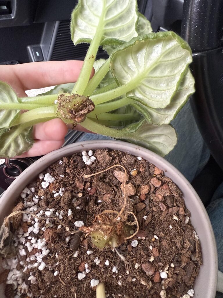 Accidentally snapped the stem of my African violet..: can I save it?