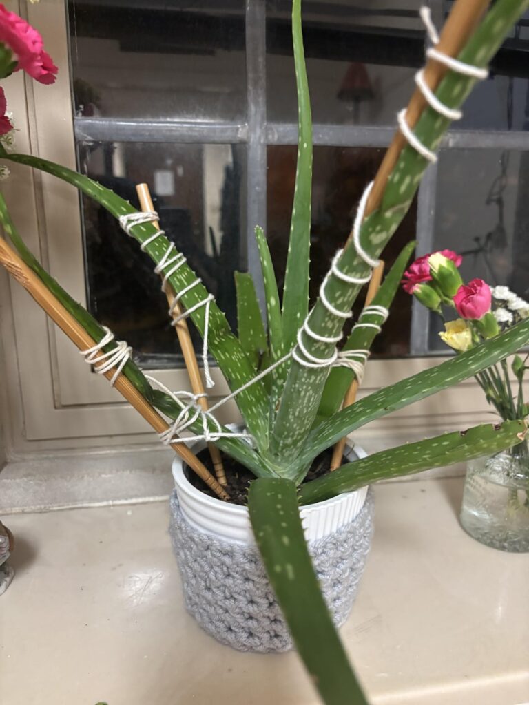 Is Splinting an Aloe Actually Helpful? Is Splinting an Aloe Actually Helpful?