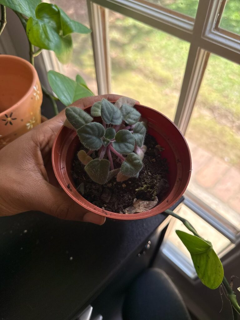 Inherited No ID mini