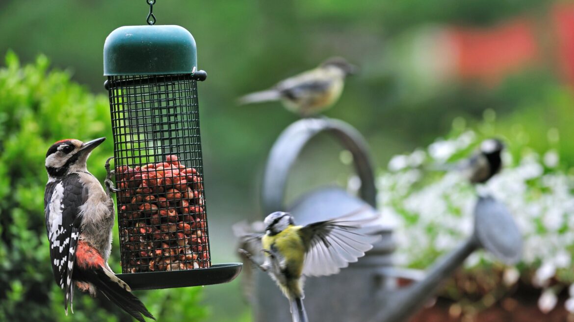 Urgent warning for gardeners over bird feeder mistake that could be putting birds in danger