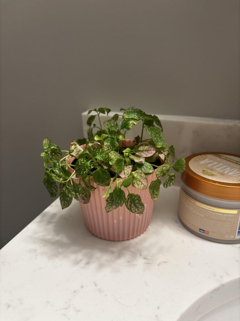 I keep killing polka dot plants I keep killing polka dot plants