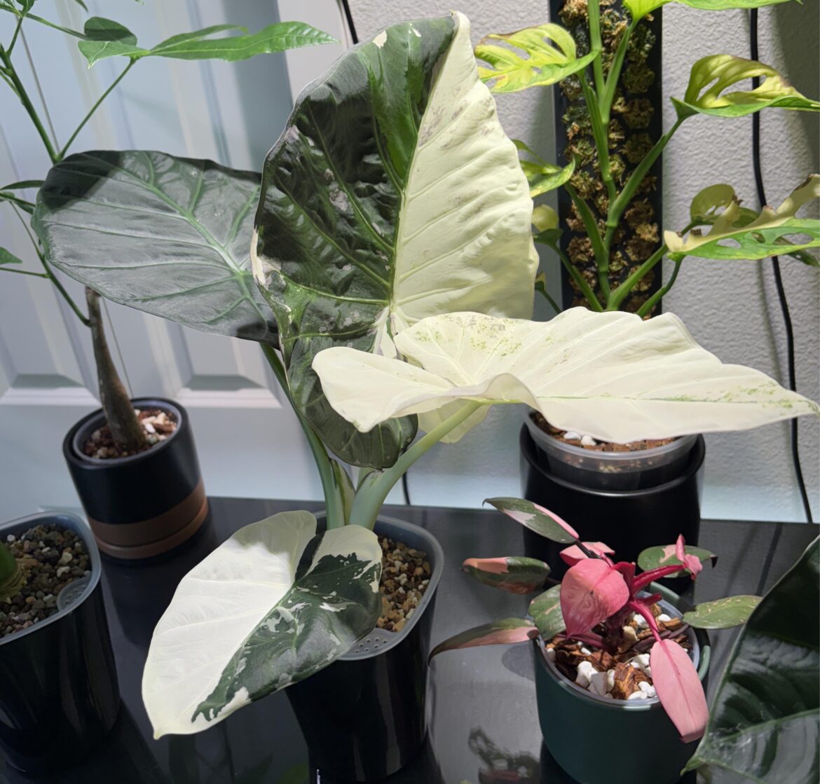 🤩Alocasia Regal Shield Albo New Leaf🤩