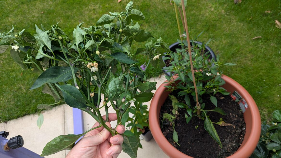 Wind + chill plant = heartache