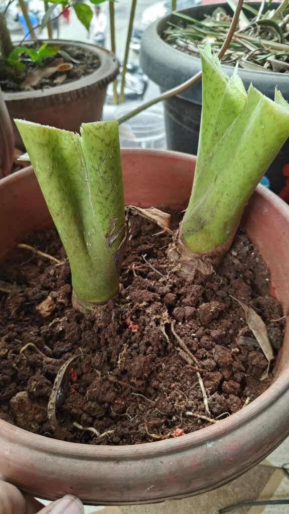 so my dad cut off my huge elephant ear in a fit of rage, will this survive??