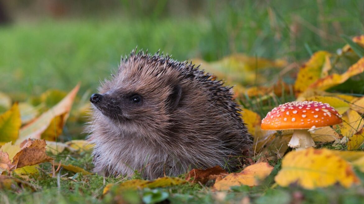 Experts urge gardeners to do this one thing to help hedgehogs before autumn